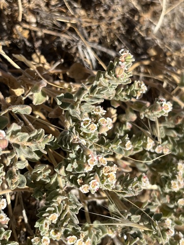 Image of Euphorbia vallis by (c) T. J. Samojedny, some rights reserved (CC BY)
