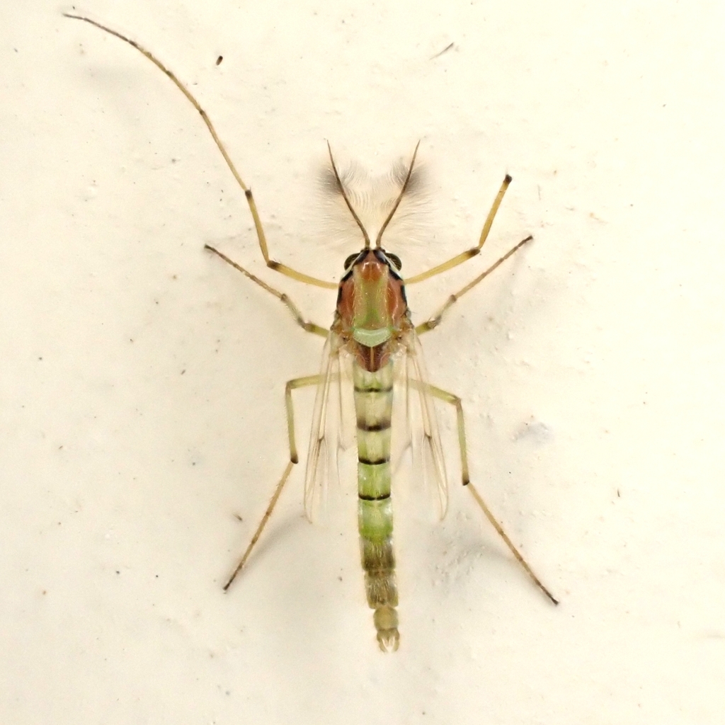 Goeldichironomus neopictus