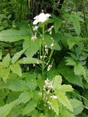 Cardamine macrophylla
