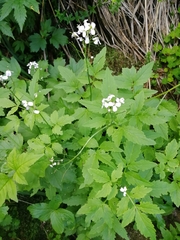 Cardamine macrophylla