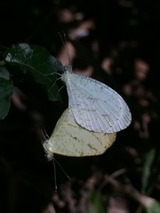 Leptosia alcesta inalcesta
