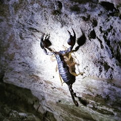 Euscorpius flavicaudis