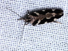 Macrobathra bigerella