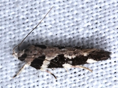 Macrobathra bigerella