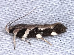 Macrobathra bigerella