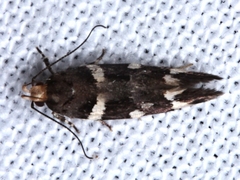 Macrobathra leucopeda