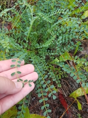 Astragalus obcordatus