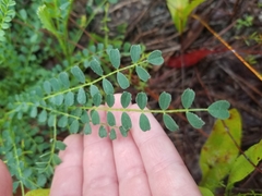 Astragalus obcordatus