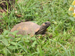 Chelonoidis denticulatus