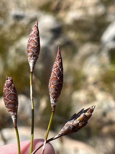 Cone Honeyreed (Restio strobilifer)