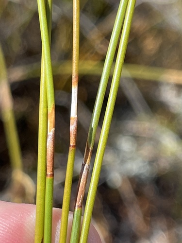 Image of Restio strobilifer by (c) Dave U, some rights reserved (CC BY-SA)