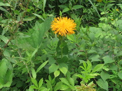 Hypochaeris ciliata