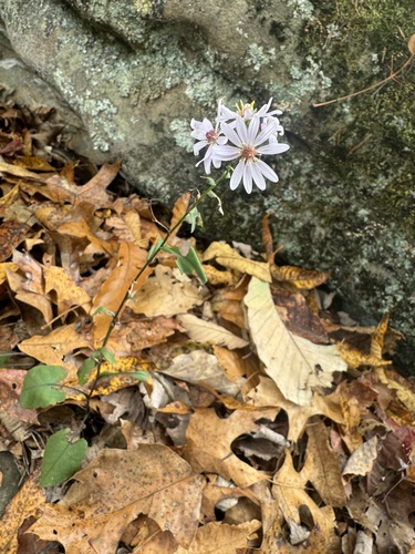 Image of Symphyotrichum undulatum by (c) Shelby Lyn Sanders, some rights reserved (CC BY)
