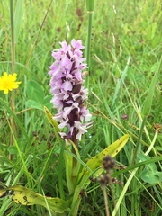 Dactylorhiza maculata