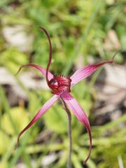 Caladenia formosa