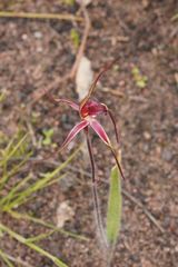 Caladenia formosa