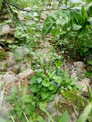 Micranthes nelsoniana aestivalis