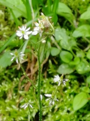 Micranthes nelsoniana aestivalis