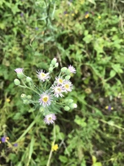 Erigeron acris podolicus