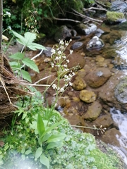 Micranthes nelsoniana aestivalis