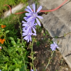 Cichorium intybus