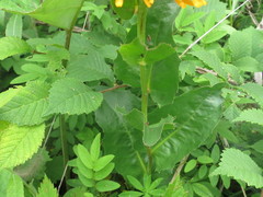 Hypochaeris ciliata