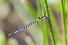 Agriocnemis nana