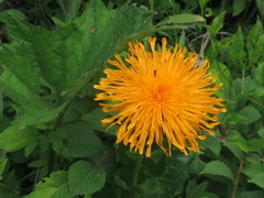 Hypochaeris ciliata
