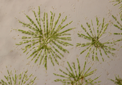 Chaetophora