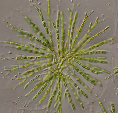 Chaetophora