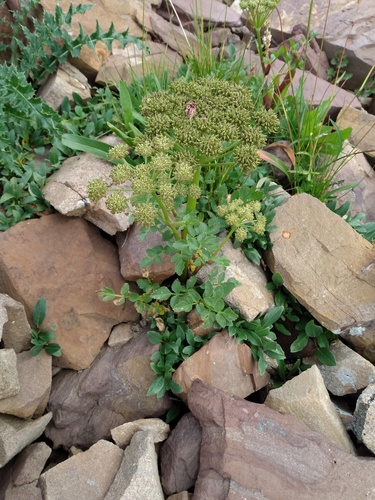 Gray's angelica (Angelica grayi)