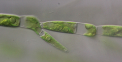 Chaetophora