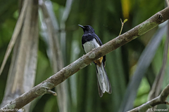 Andaman Shama photo 1