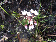 Crassula capensis capensis