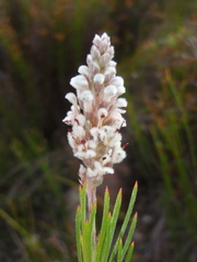 Spatalla mollis