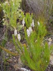 Spatalla mollis