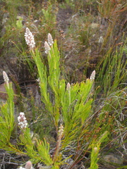 Spatalla mollis