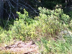 Chamaedaphne calyculata