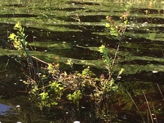 Chamaedaphne calyculata