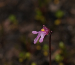 Utricularia tenella