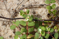 Euphorbia cordifolia
