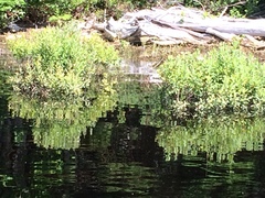 Chamaedaphne calyculata