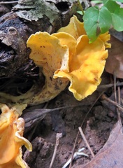 Cantharellus