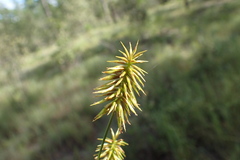 Cyperus hystricinus