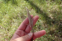 Andropogon gyrans