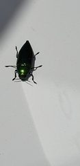 Eurythyrea micans