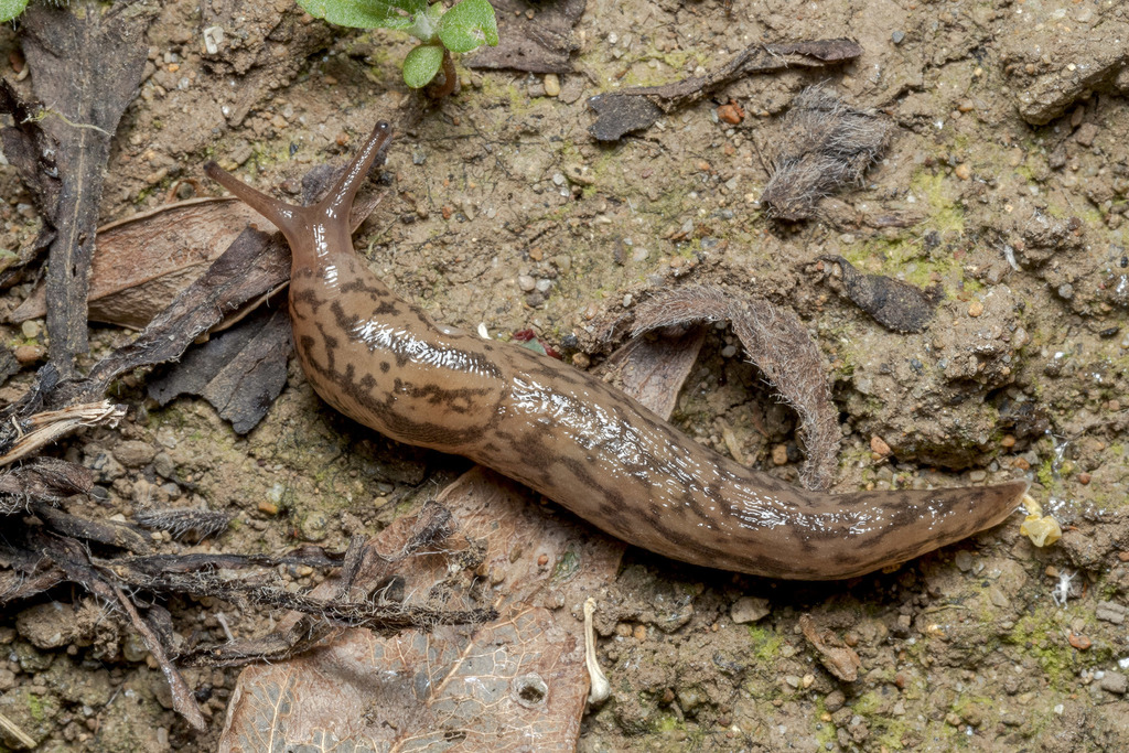 Striped Greenhouse Slug (Molluscs of the Slovak Republic ...