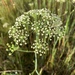 Water Cowbane - Photo (c) sghereford, some rights reserved (CC BY-NC), uploaded by sghereford