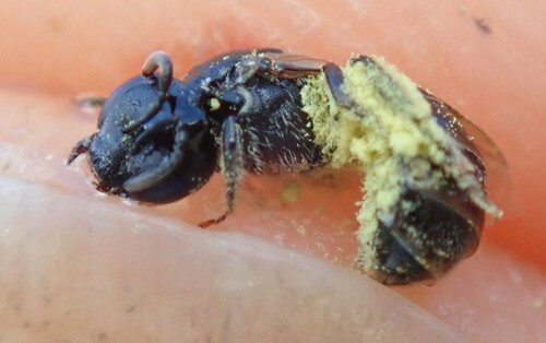 Squat Furrow Bee