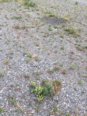 Castilleja pallida yukonis